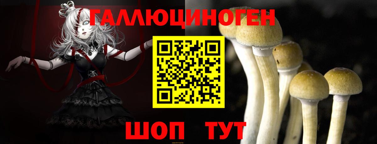 Галлюциногенные грибы Psilocybine cubensis Мончегорск